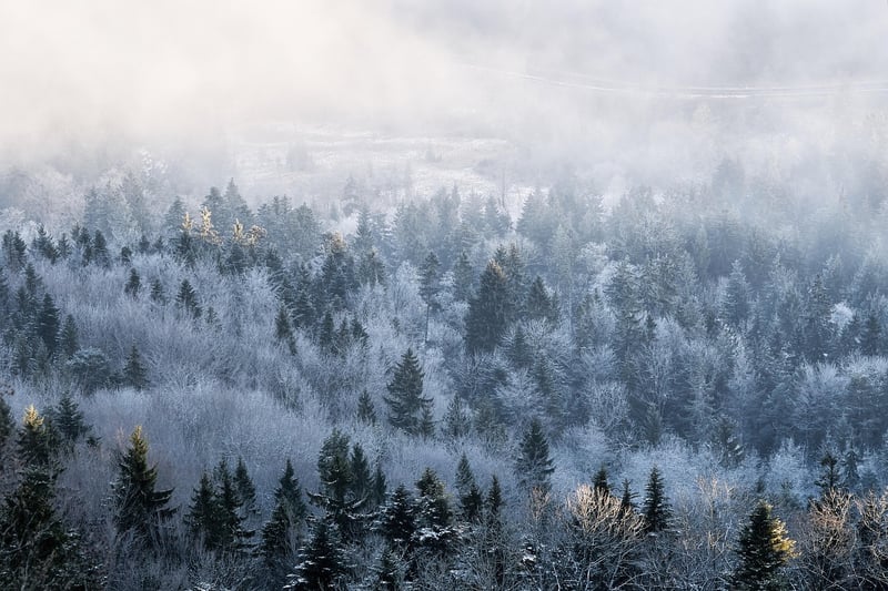 Forest Wilderness